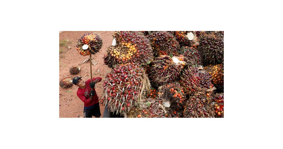 El Niño-powered drought leaves Indonesian palm farmers high and dry as river recedes