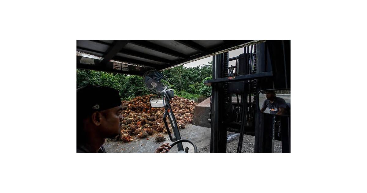 Palm Output in Malaysia to Hit Record Before Drop, Growers Say