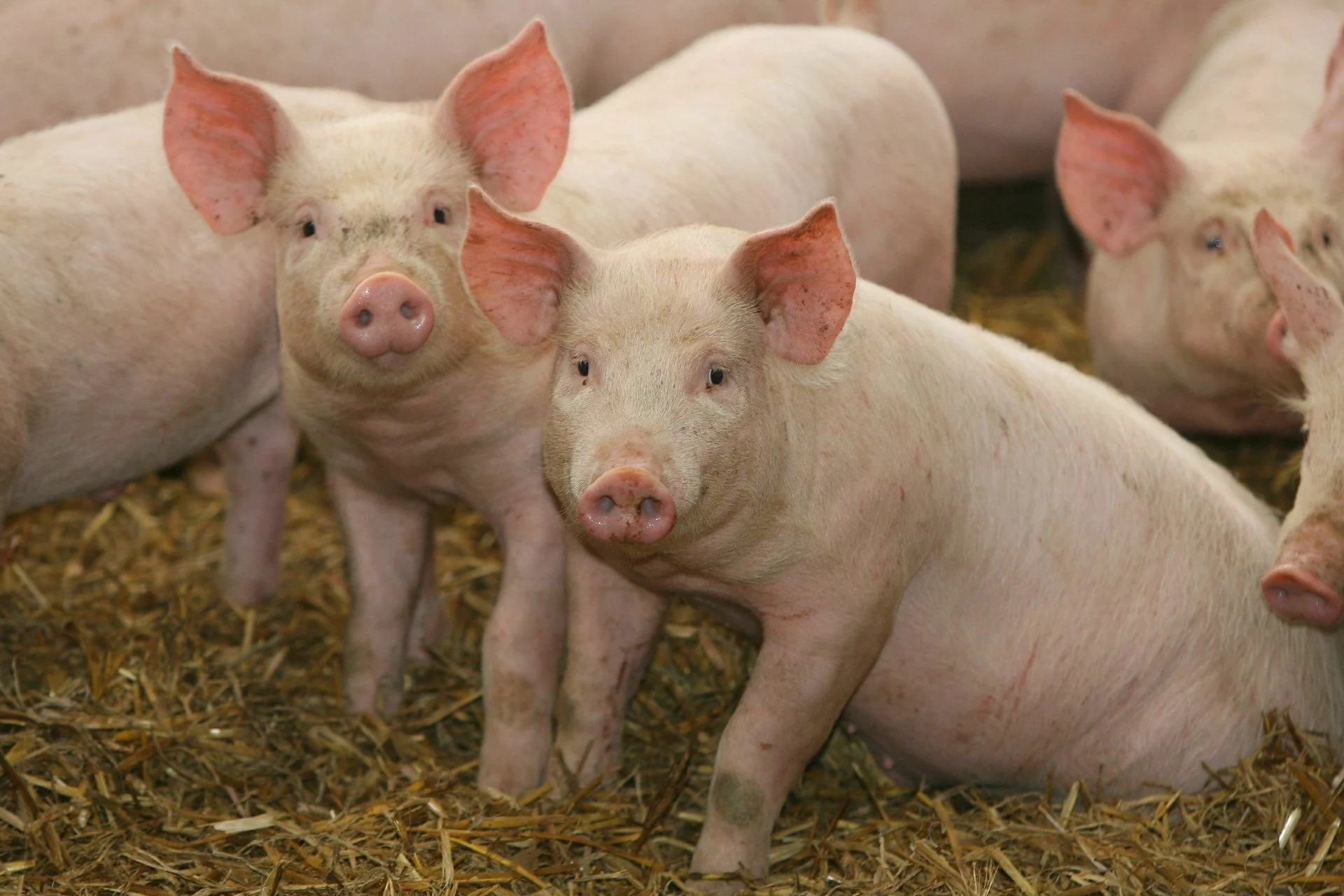 Scientists Just Revived Pig Kidneys Frozen for a Year. It Could Rewrite the Future of Organ Transplants