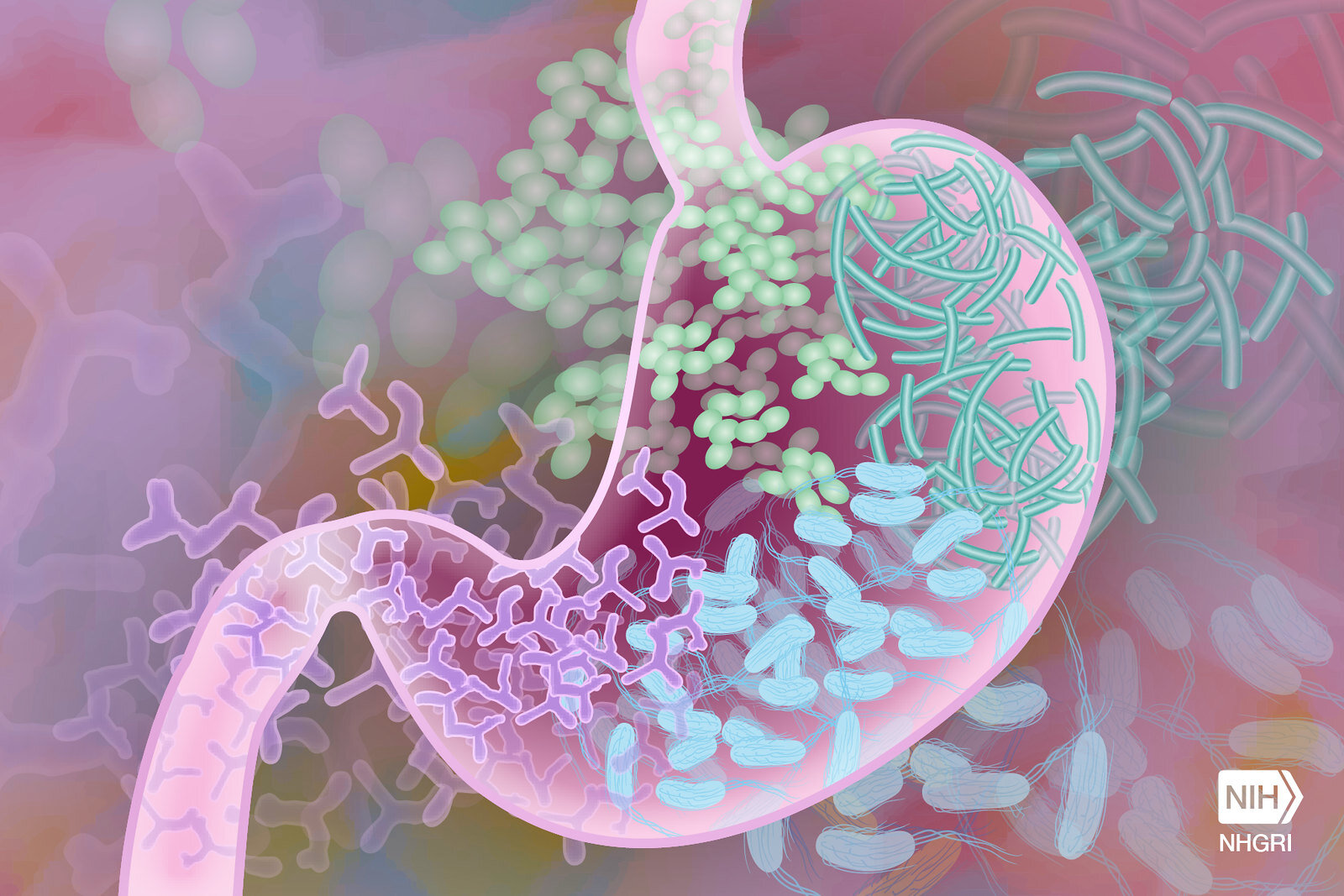 Gut microbiome could help identify people at risk of dementia