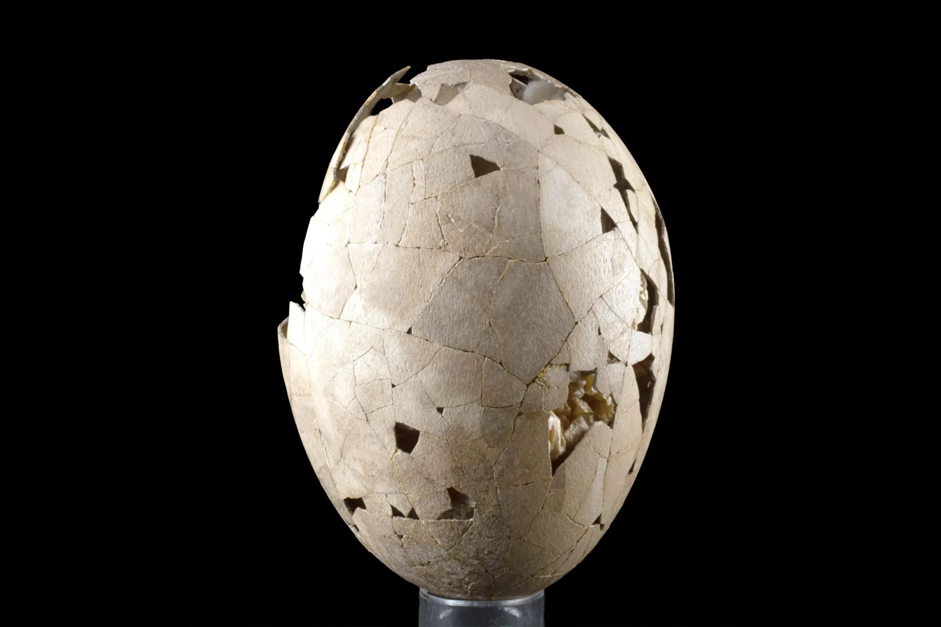 Peter Jackson Just Got an Ultra-Rare Extinct Moa Egg Back to New Zealand With the Help of De-Extinction Startup