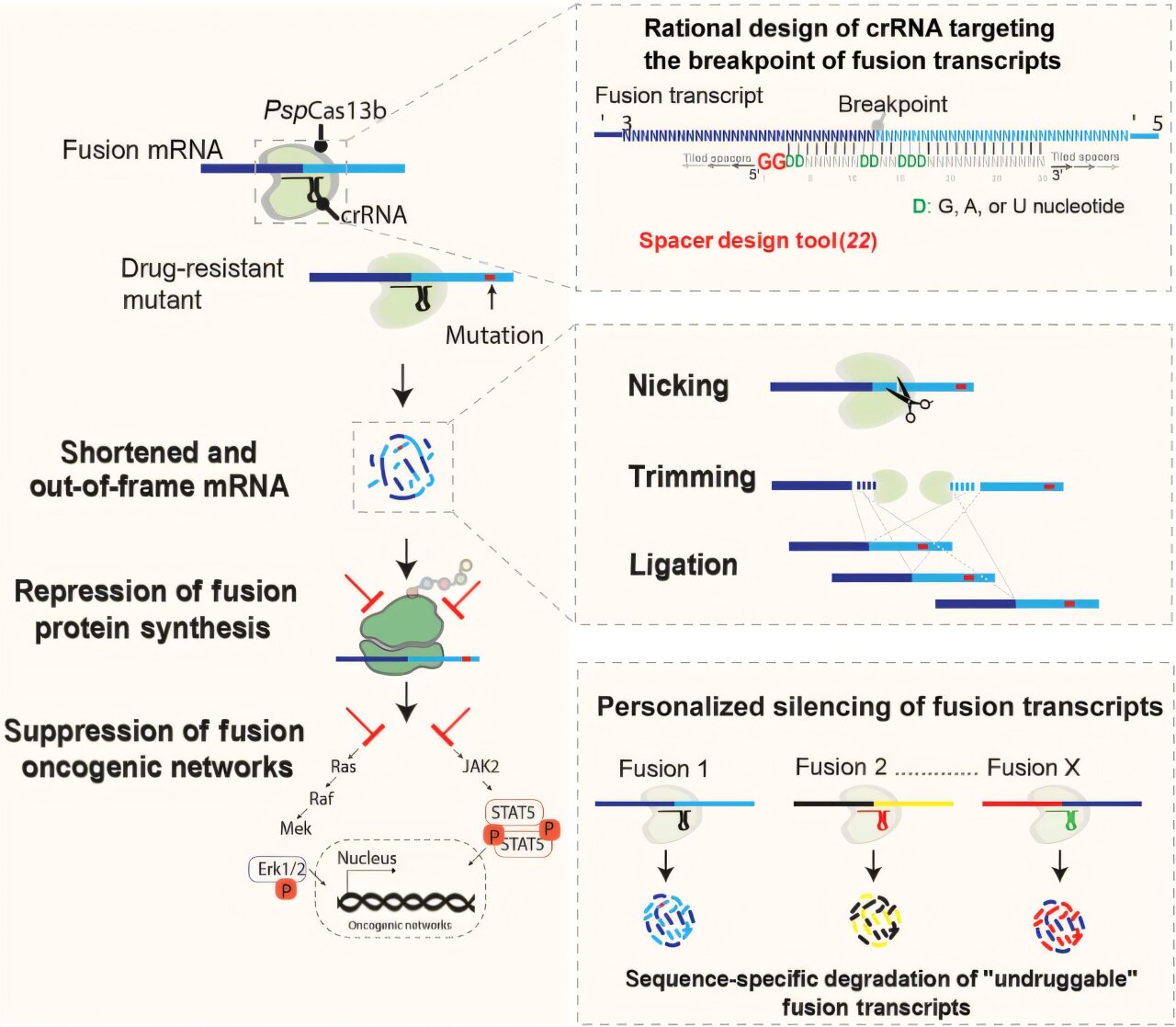 New CRISPR approach targets gene fusions found in 1 in 5 cancers