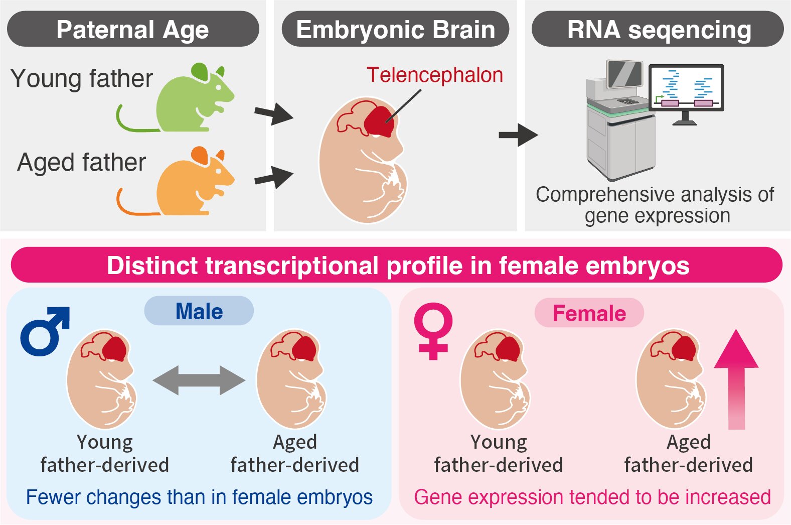 Advanced paternal age has sex-specific effects on fetal brain gene expression, mouse study suggests
