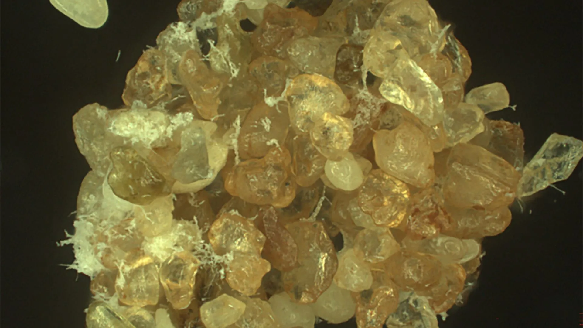 Biopolymers help desert sand hold water up to 28 times longer