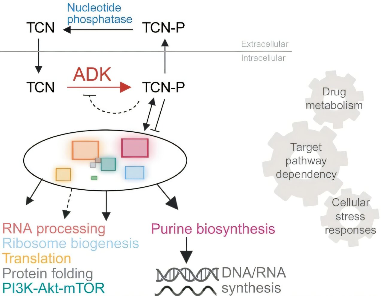 Higher ADK levels track stronger triciribine effects in leukemia cells, pointing to a potential biomarker