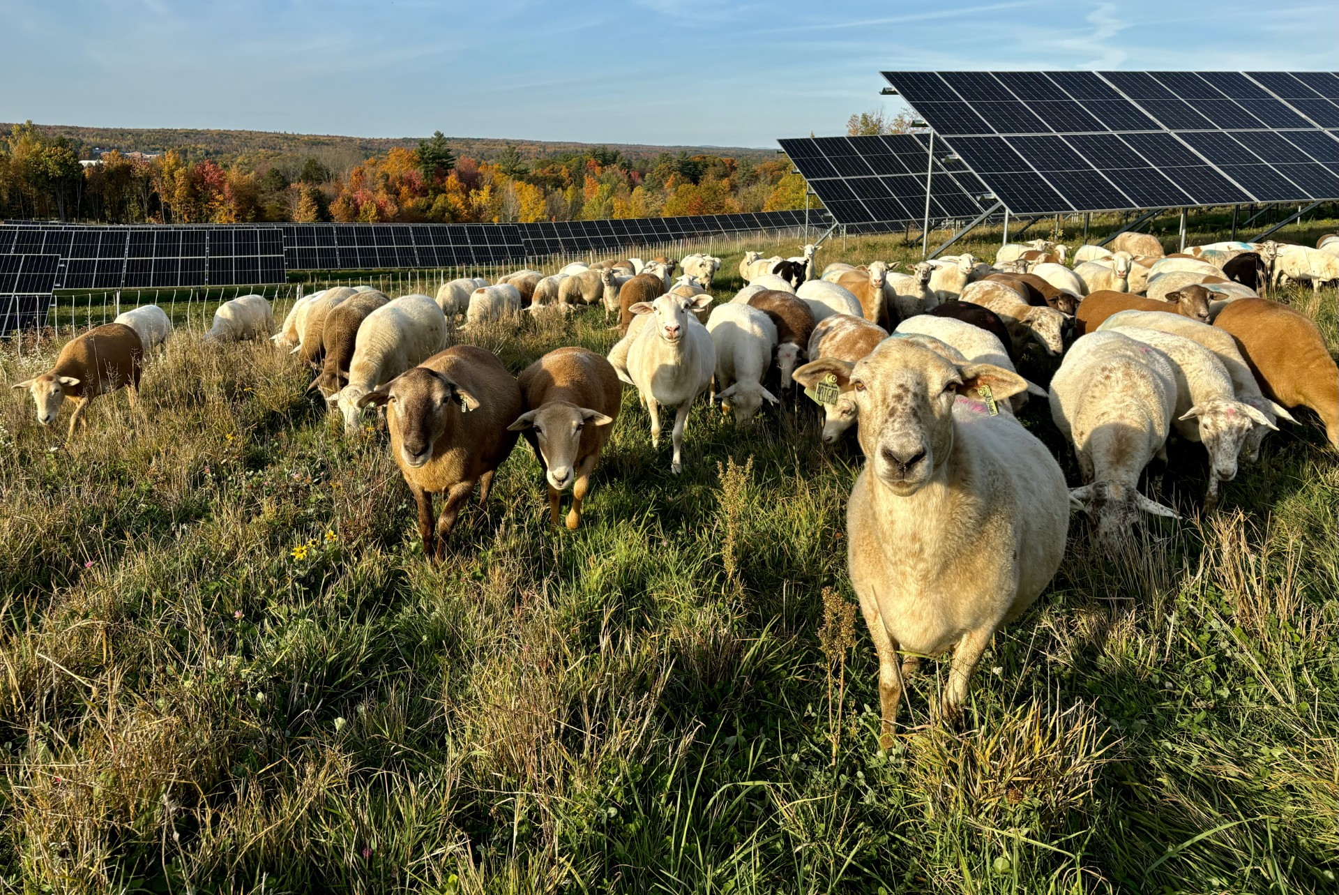 The rapidly growing business of solar grazing