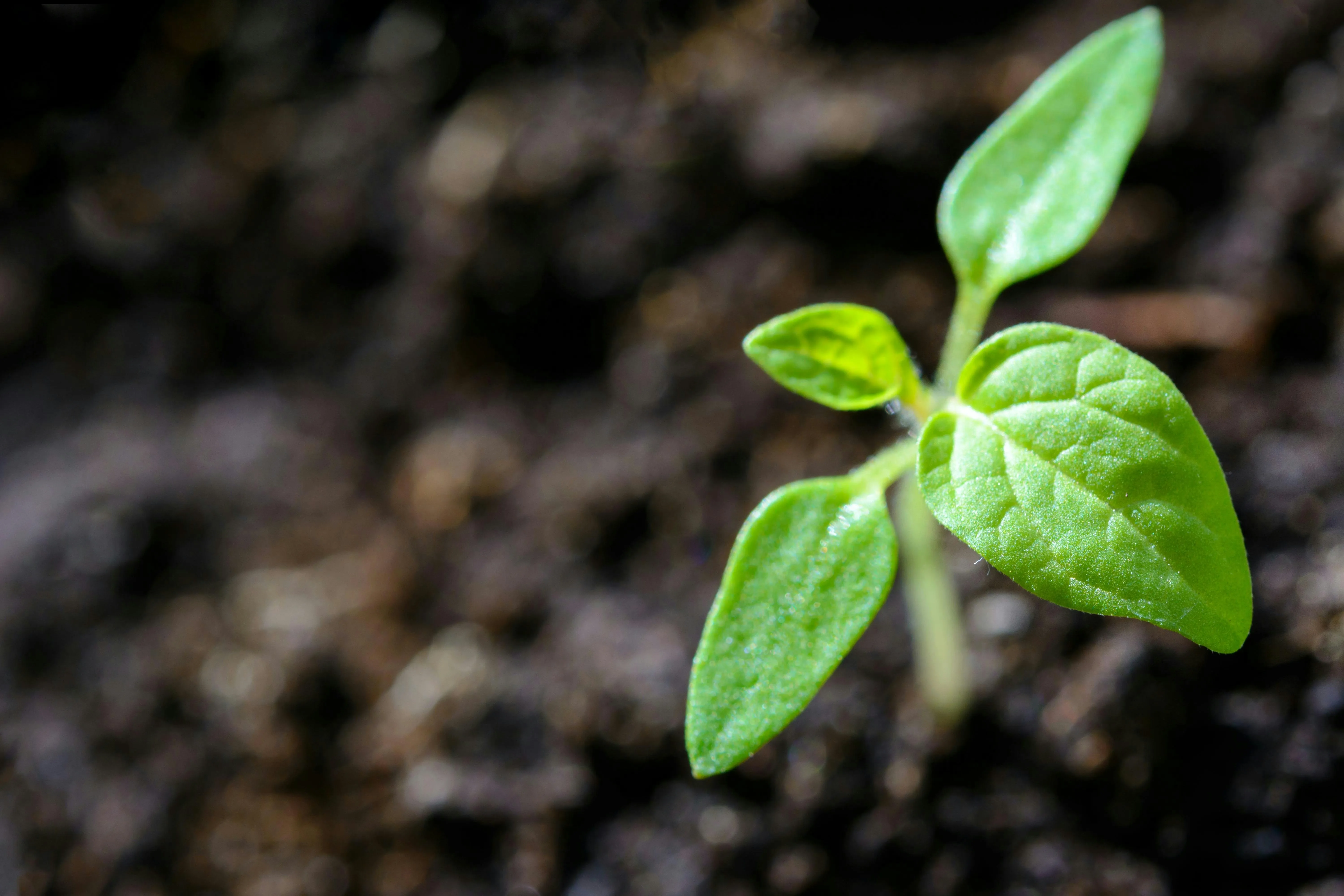 Carbon Standards Introduces Real-Time Monitoring For Industrial Biochar