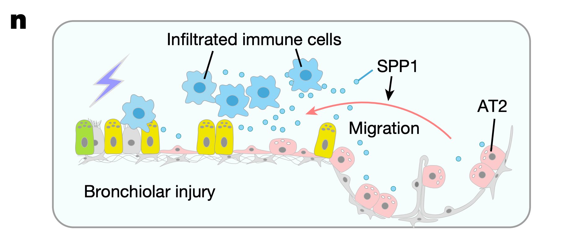 Mouse lung stem cells switch identities to help repair damaged airways