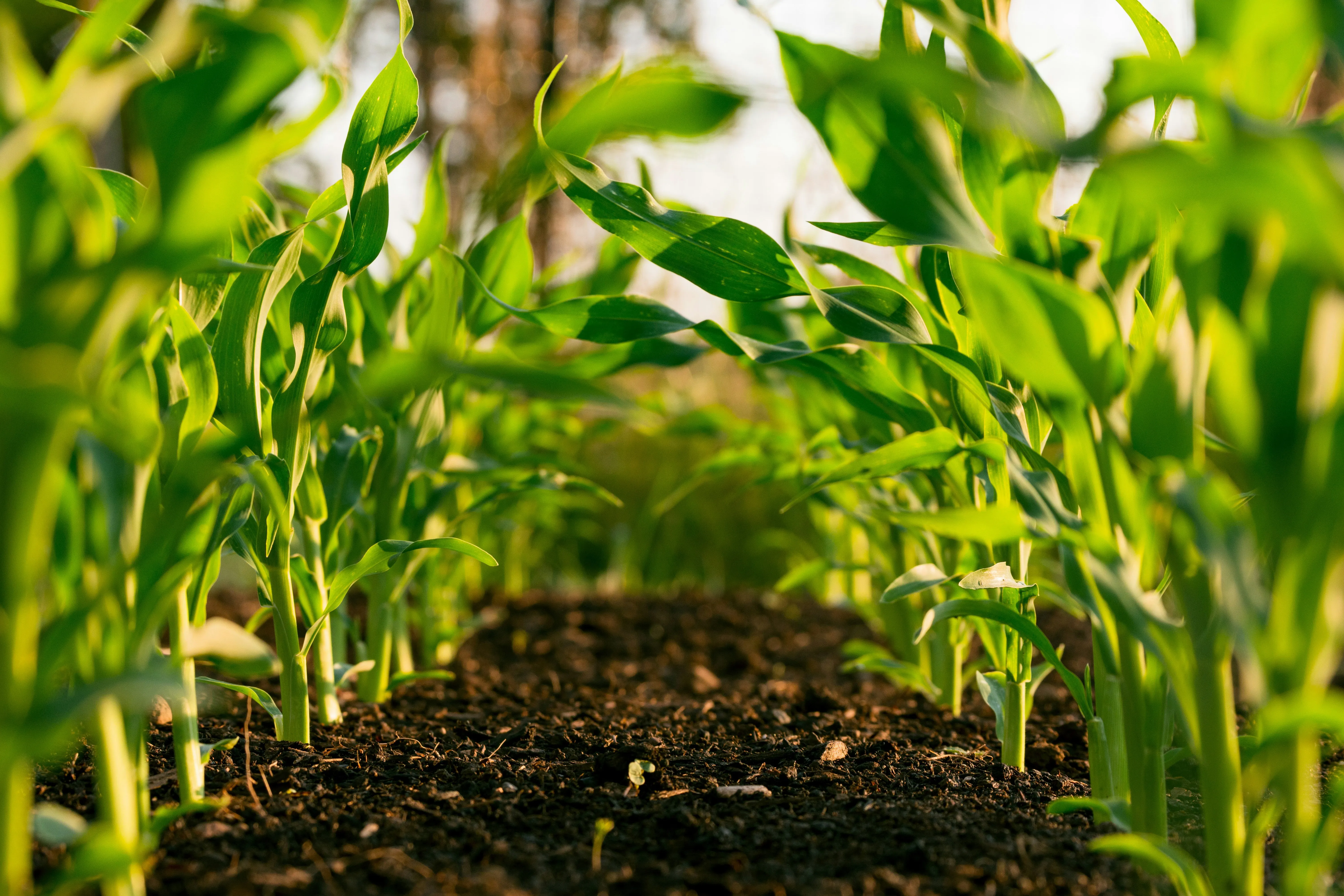 EXCLUSIVE: Terraton Signs Offtakes With Climeworks, Coca-Cola, And Climate Impact Partners
