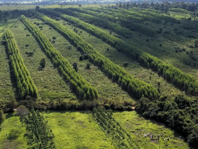 Google, McKinsey Invest In Silvopasture Carbon Removal By Working Trees