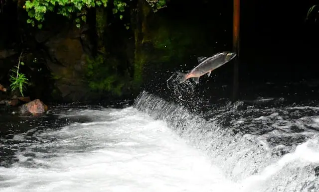 Salmon secures $140m to expand lending in the Philippines
