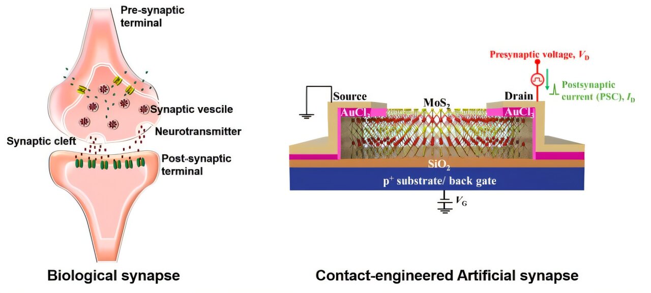 Single transistor design combines memory and signal processing for brain-inspired computing