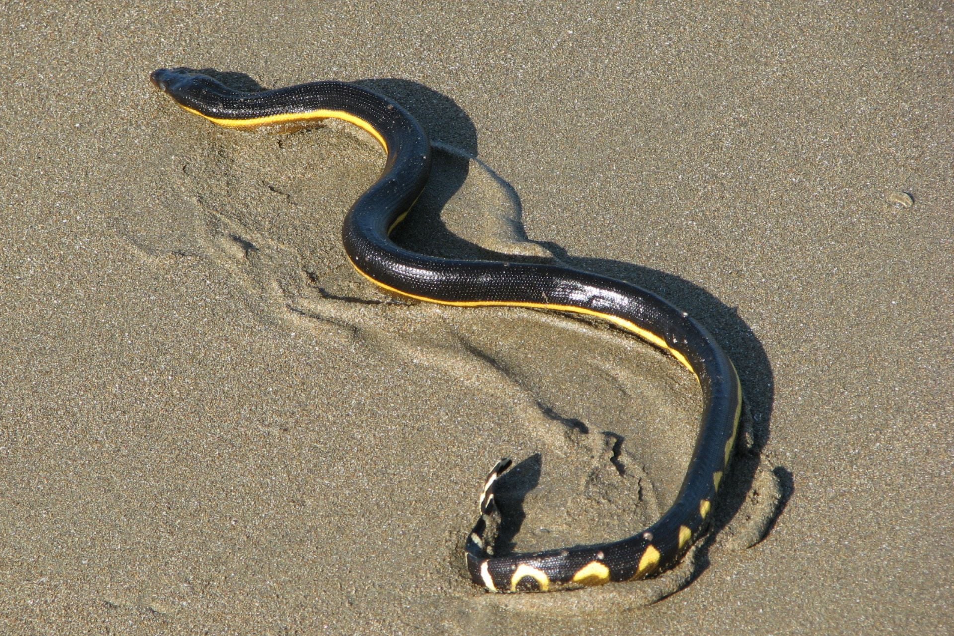 This Super El Niño Is Drawing Exotic Species to the California Coast