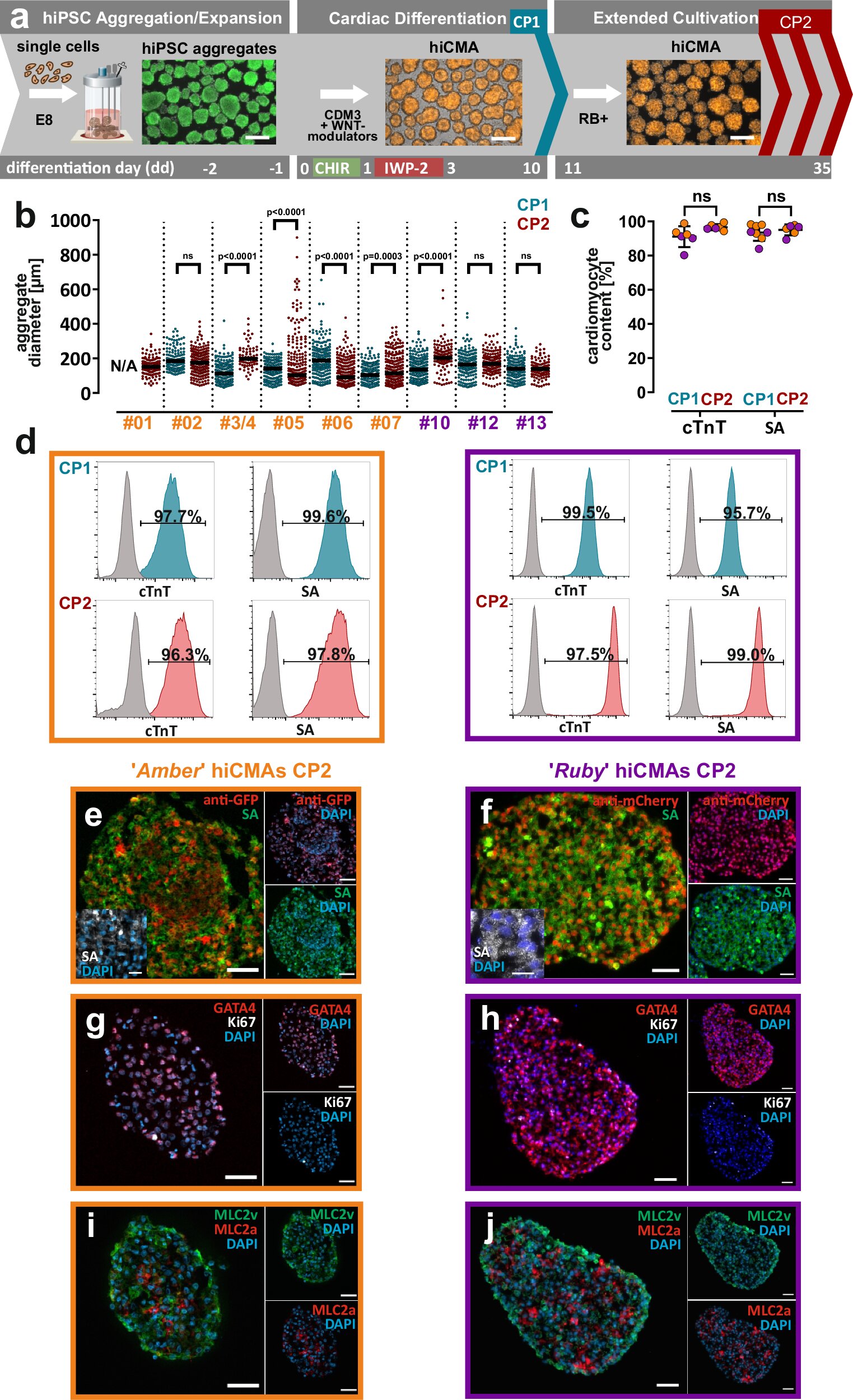 Cell therapy using cardiac muscle cell aggregates improves heart function following a heart attack