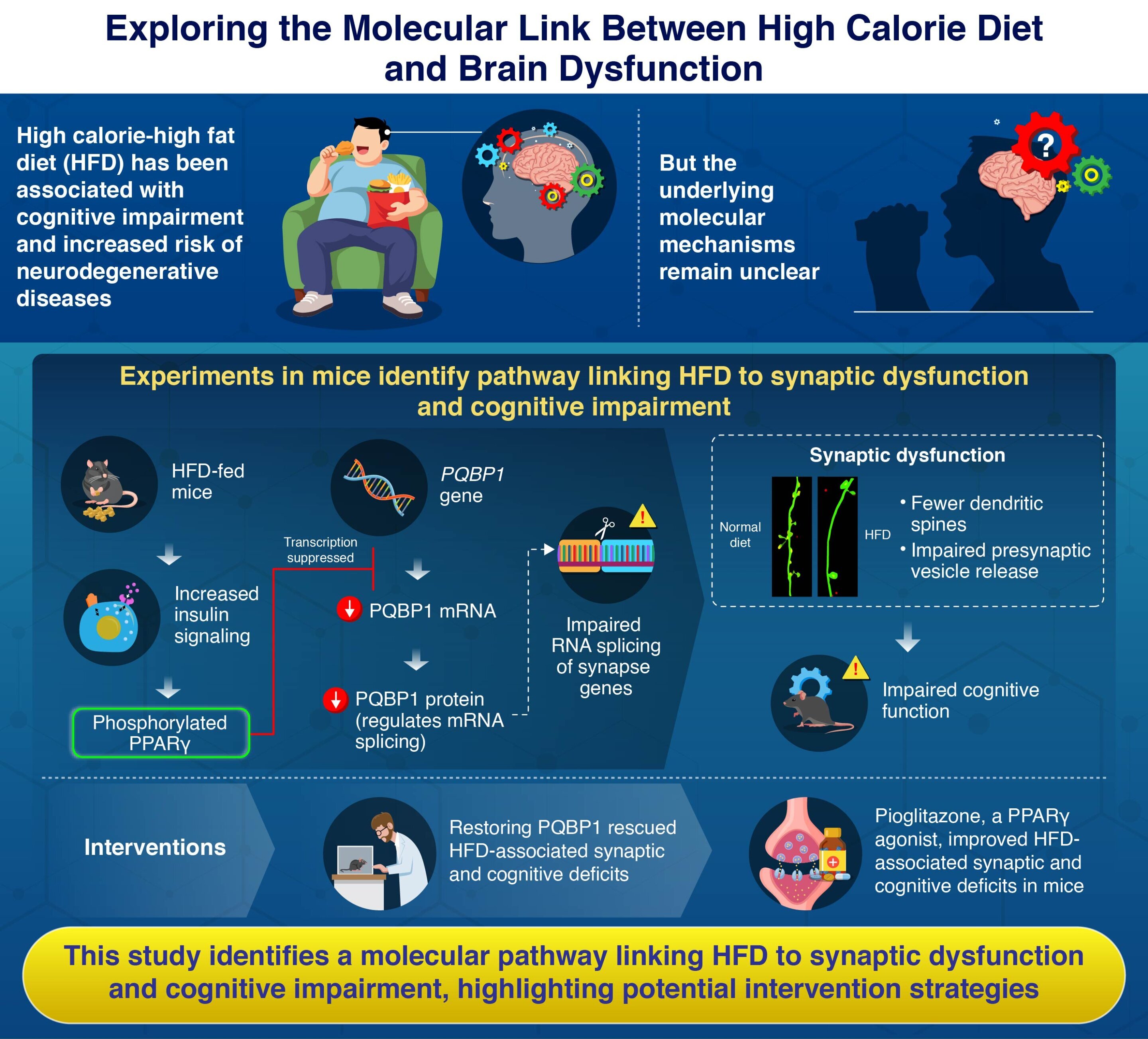 Mouse study reveals molecular link between high-fat diets and impaired brain function