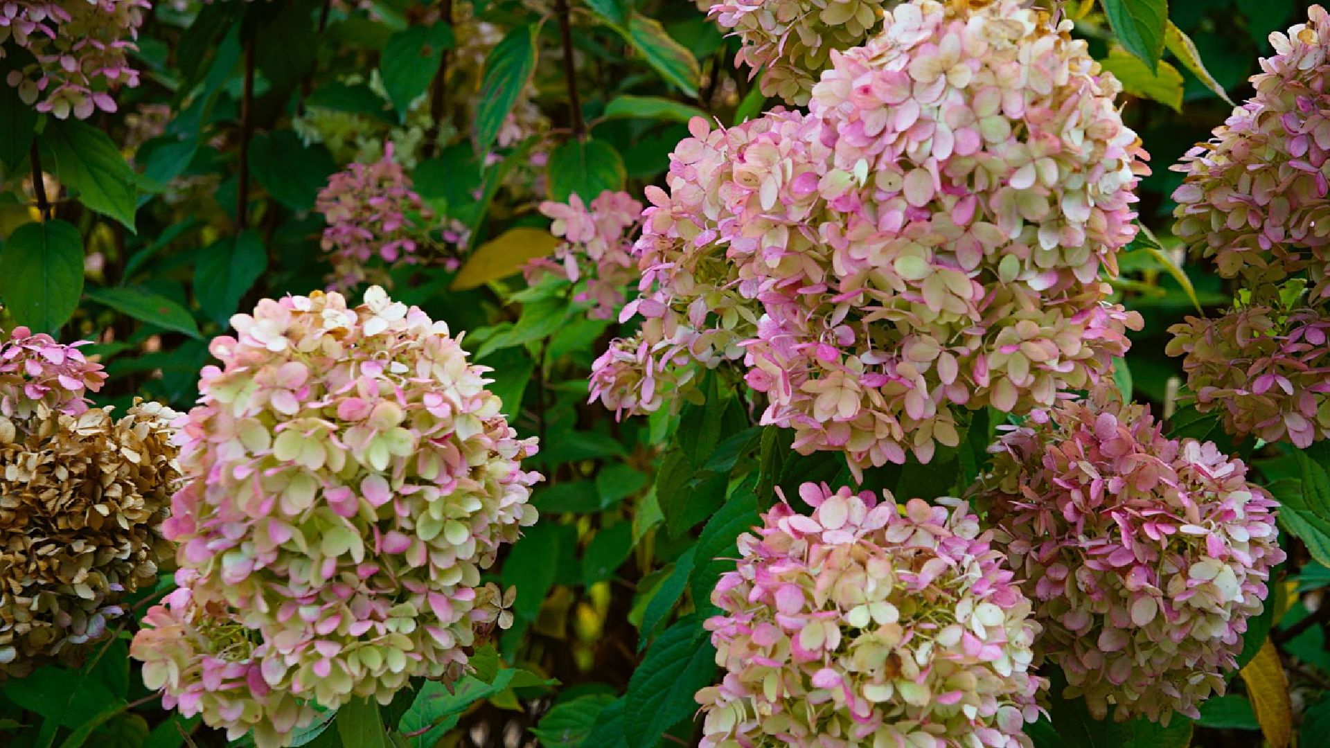 Don’t prune your hydrangeas this October — do these 3 things instead for bigger blooms next year
