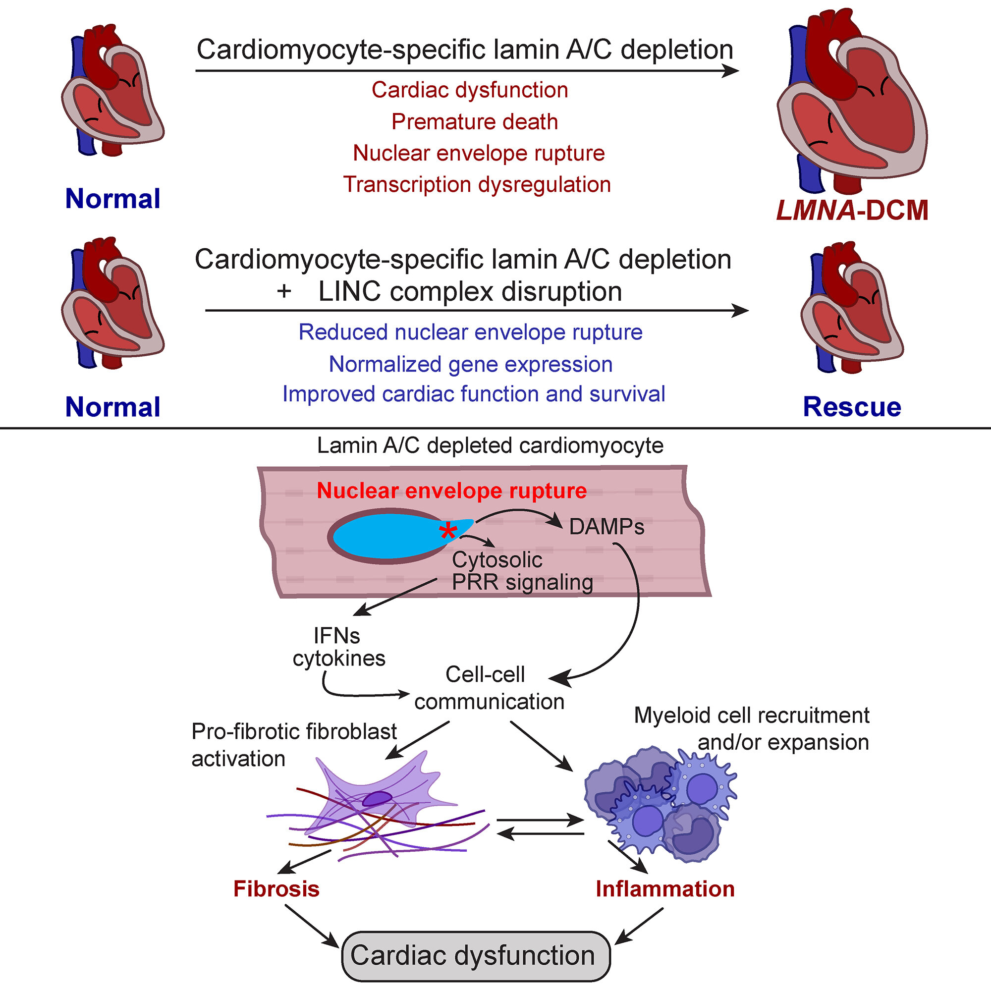 Reducing nuclear damage improves heart function and survival in mice