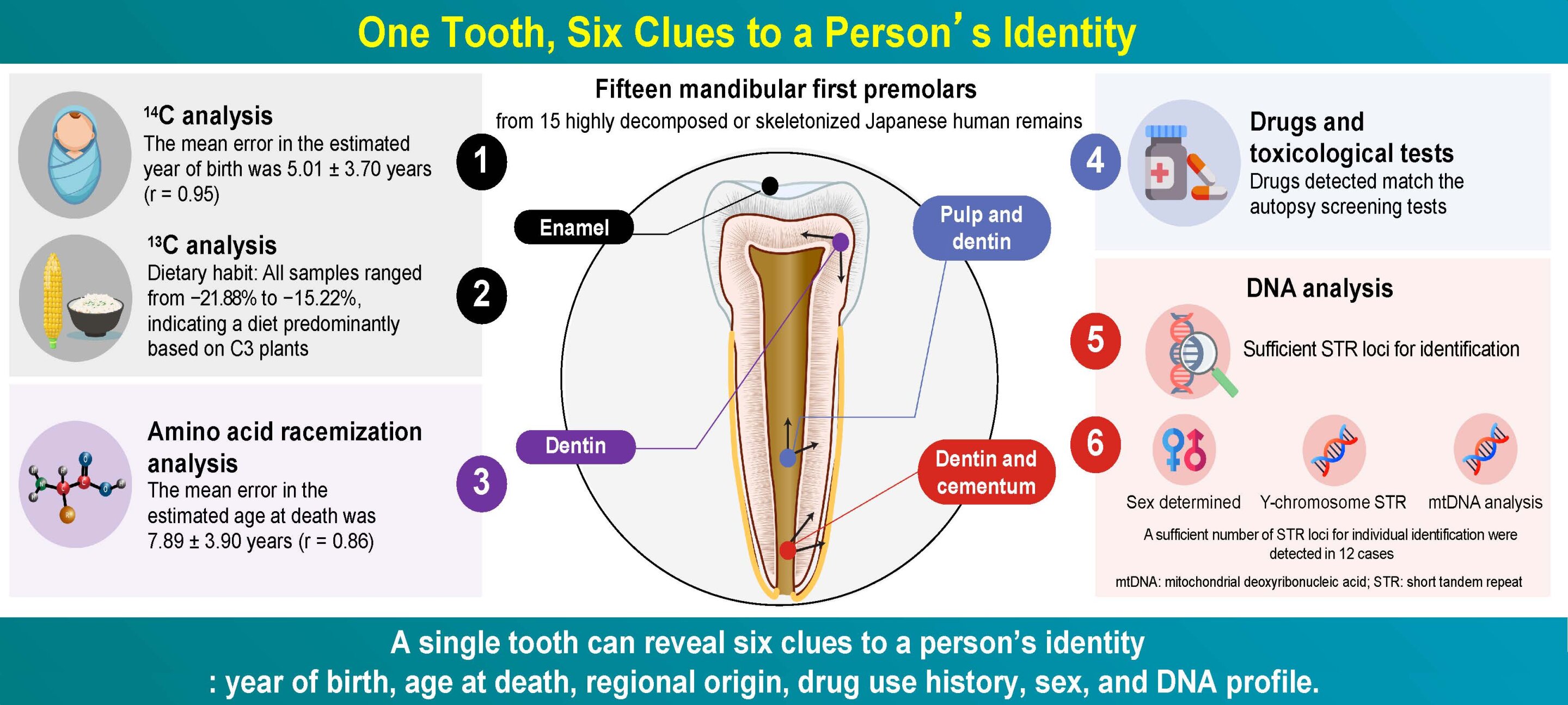 One tooth, six clues: How a single tooth can help in identifying deceased persons
