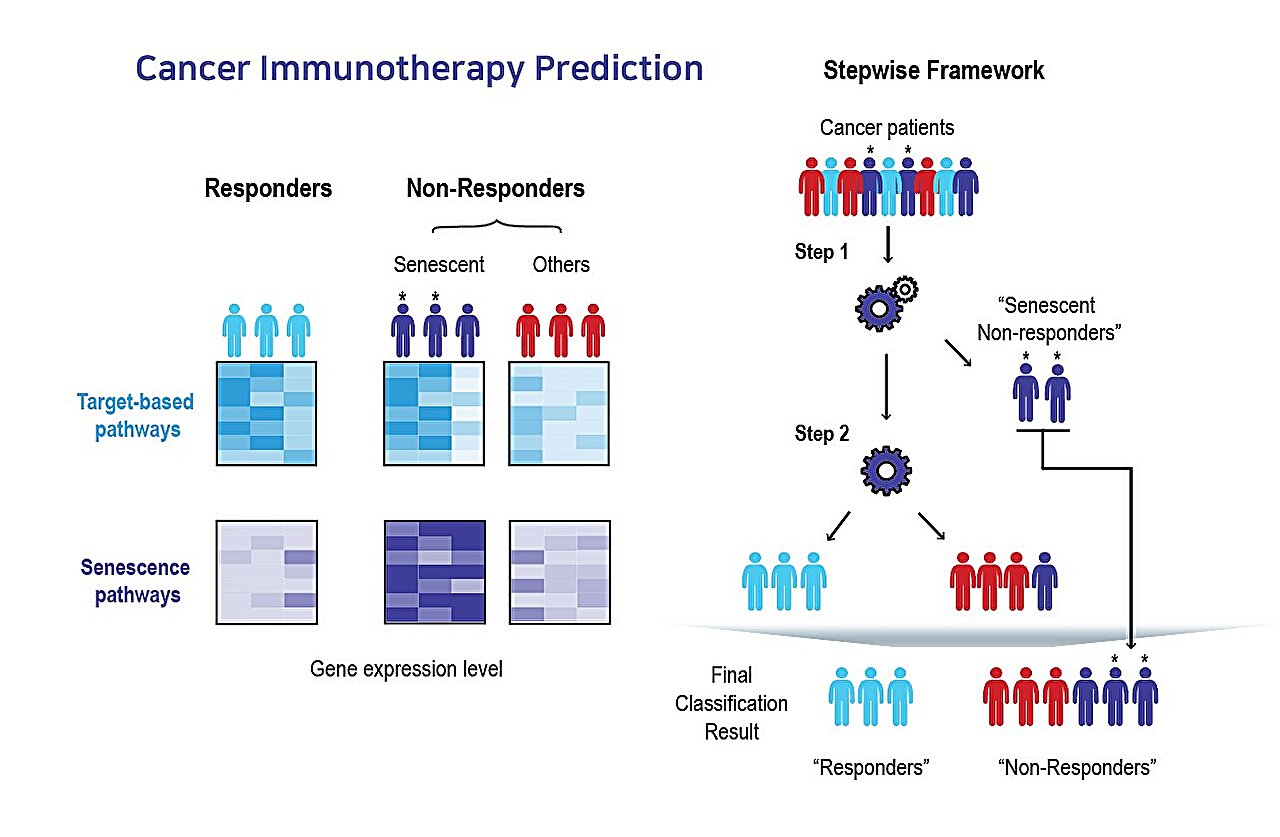 AI identifies tumor aging patterns to predict immunotherapy response across multiple cancer types