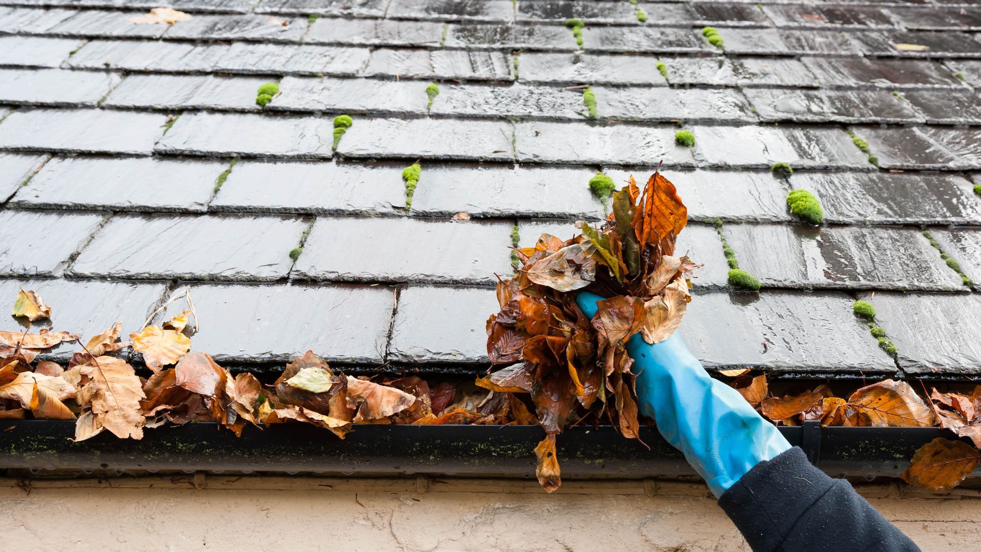 When to clean your gutters in fall (and why doing it too early backfires)