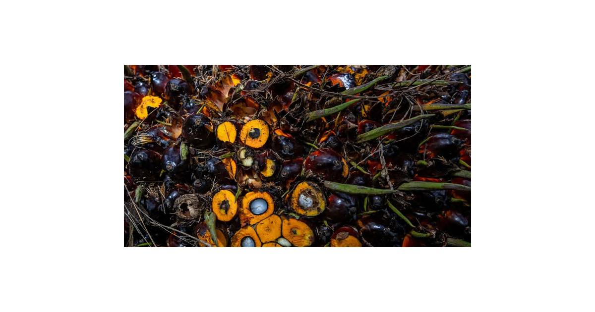 Palm Oil Glut Lures Indian Buyers as Price Gap to Rivals Widens