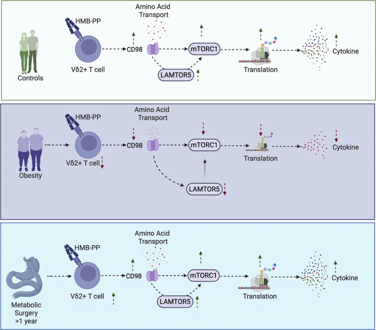 Research finds bariatric surgery can restore immune cell function affected by obesity