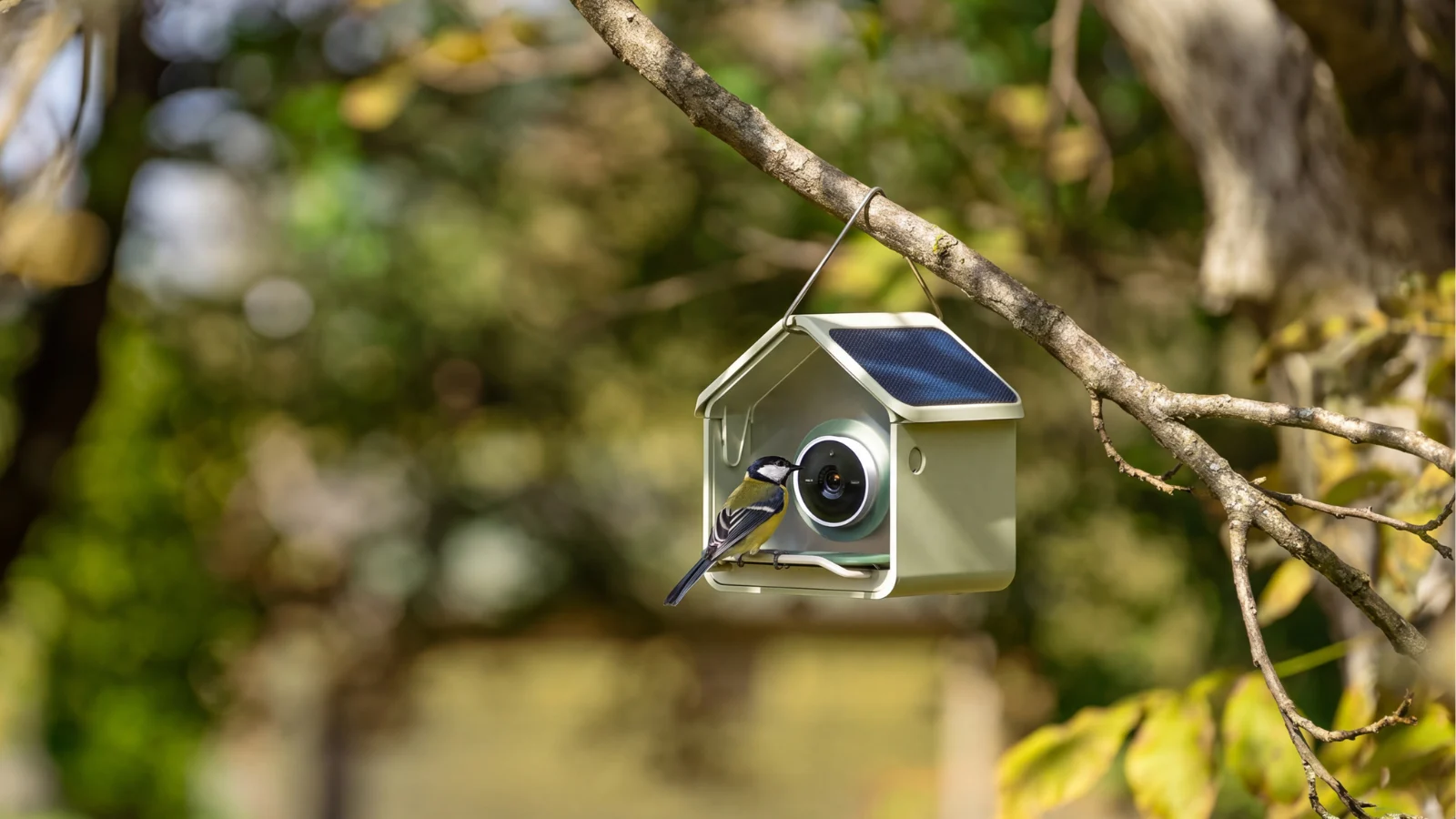 Birdbuddys new $99 smart bird feeder is its most affordable: Where to buy the Birdbuddy Nook