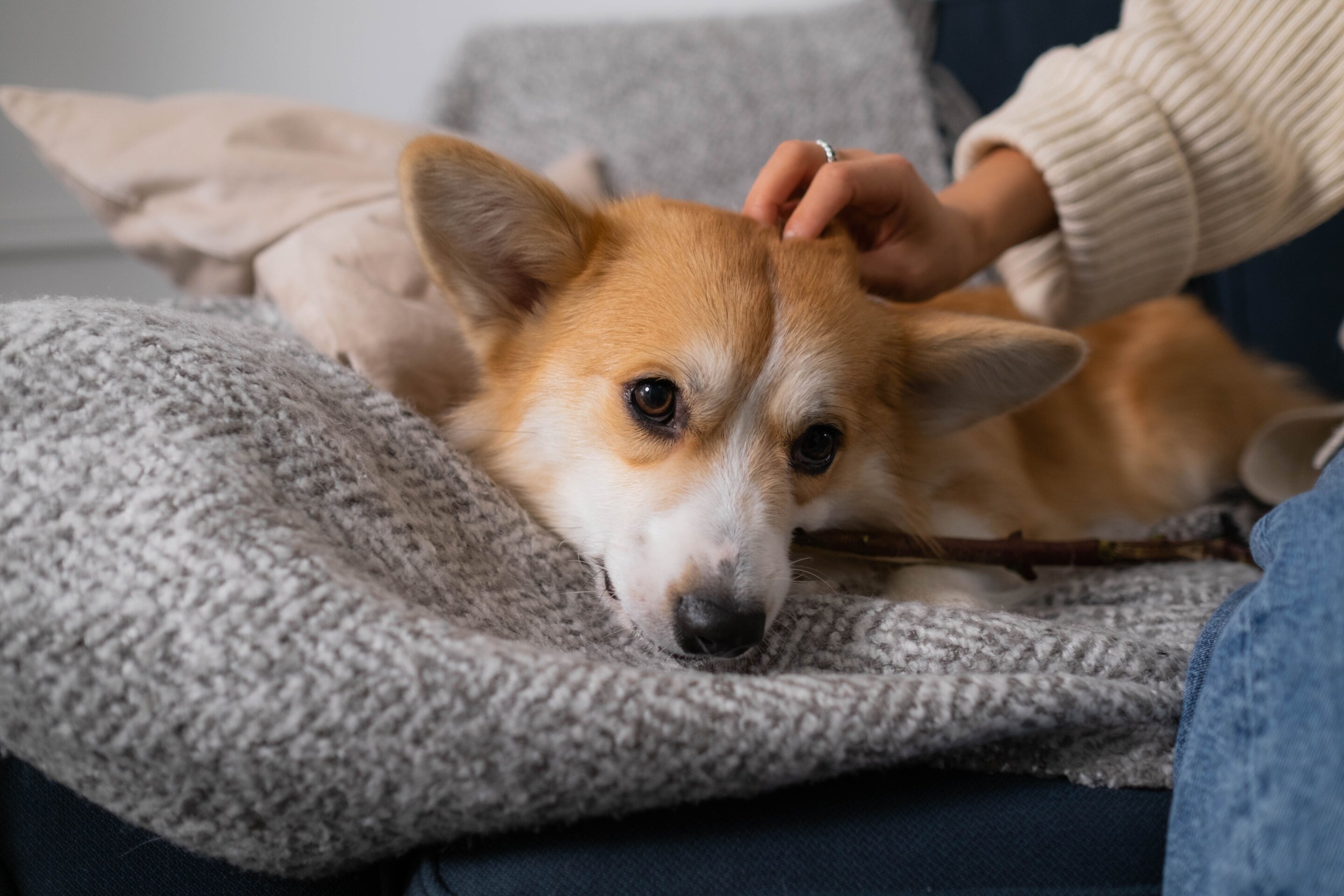 Petting your dog may help your body handle the next stressful situation better
