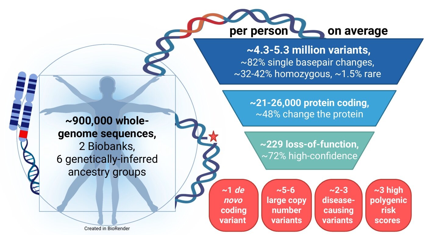 'Average' human genome described for first time, with implications for disease risk