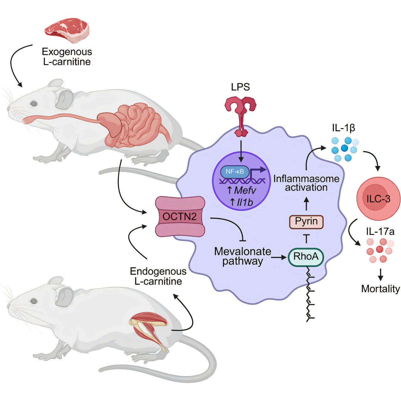 How L-carnitine, found in red meat and exercise supplements, may amplify inflammation
