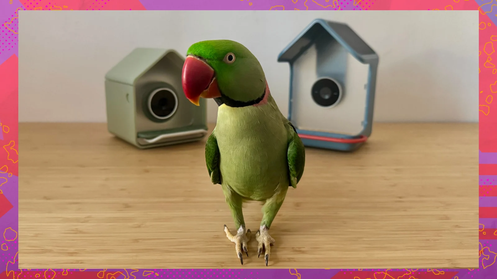 How good is Birdbuddys species ID feature? I put it to the test with my exotic parrot.