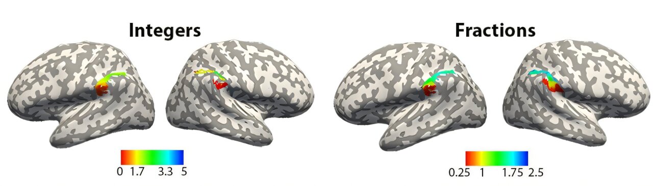 Your brain maps out numbers, including integers and fractions