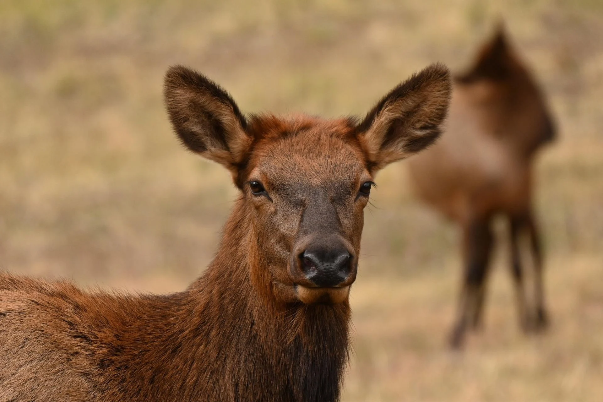 The Flesh-Eating Screwworm Outbreak Just Took a Grim New Turn