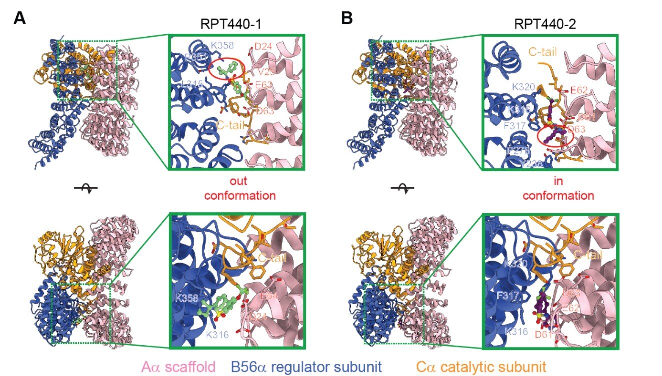 'Molecular glue' stabilizes protein that inhibits development of non–small cell lung cancer and uterine cancer