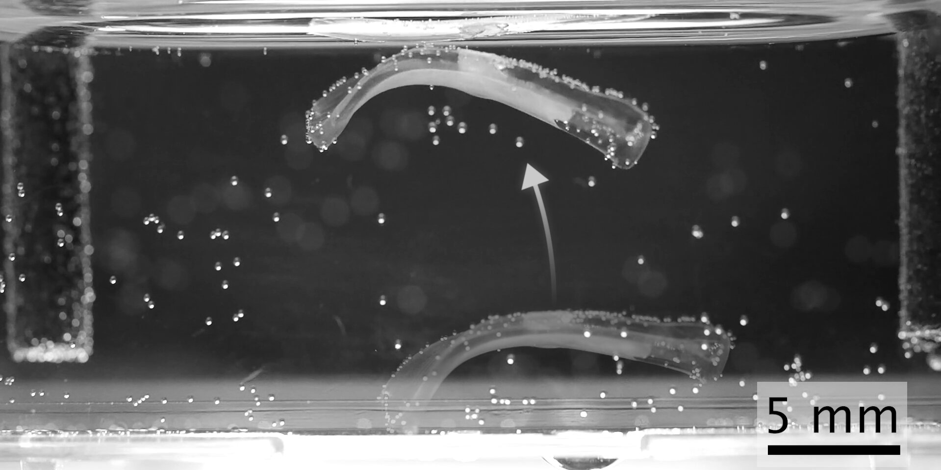 Lab-grown mouse muscles enable tiny robots to jump, swim, walk and grasp