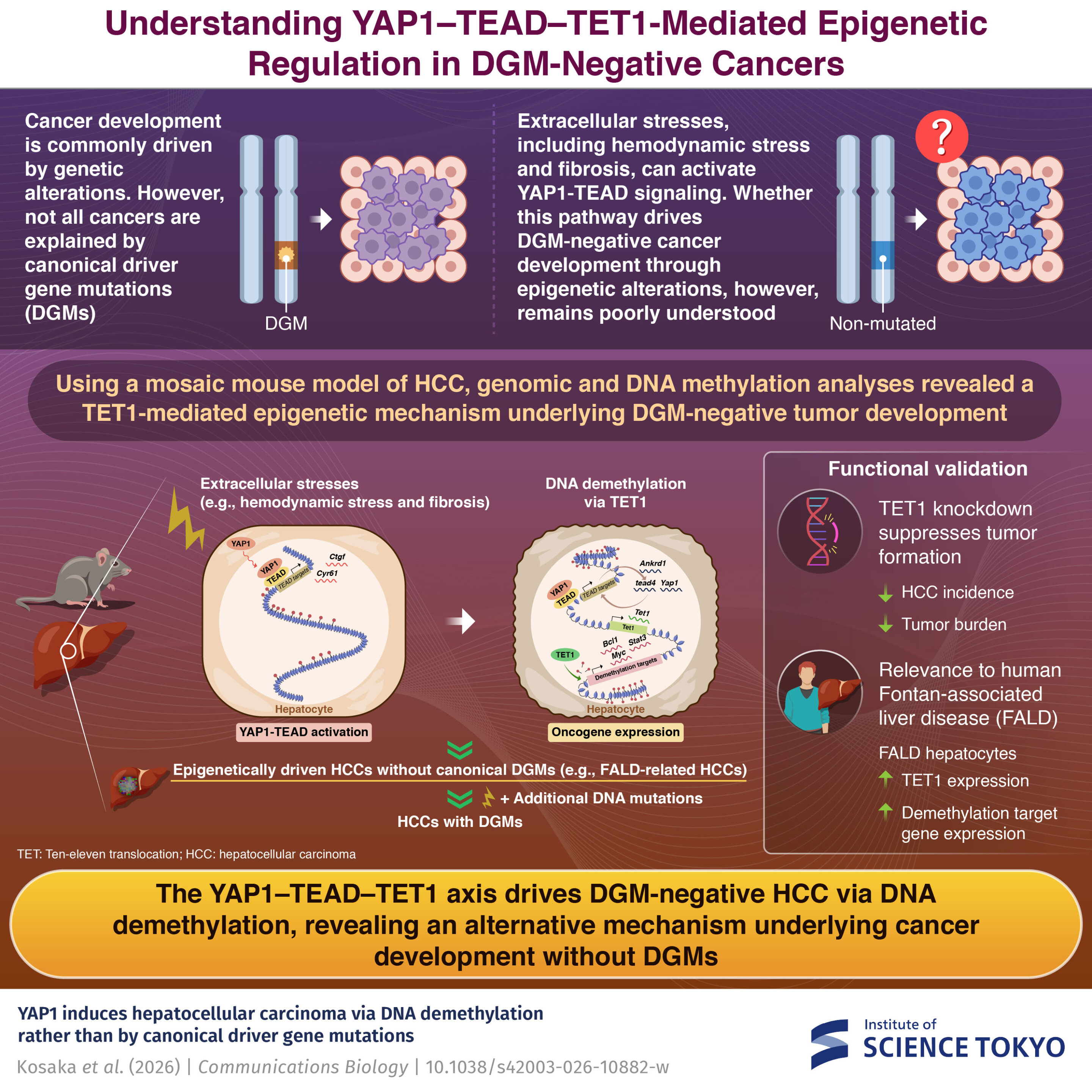 Liver tumors form without detectable driver mutations in mice, revealing epigenetic route