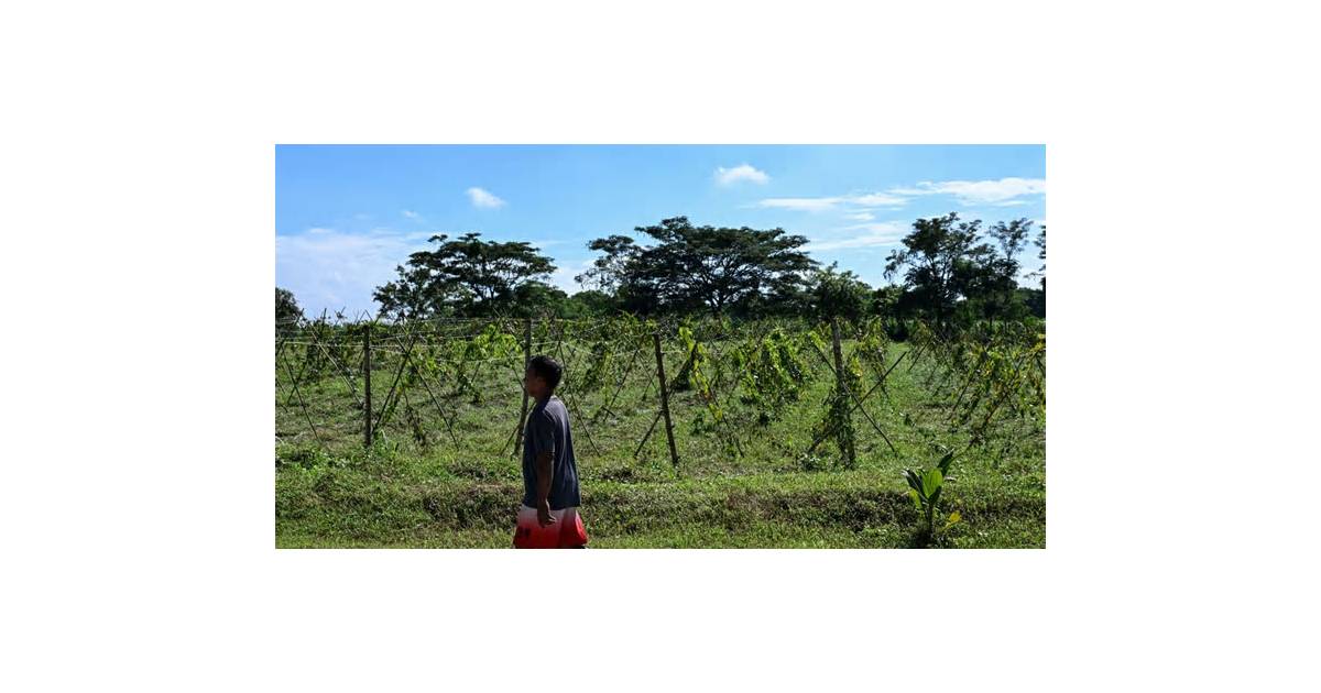 US Backs Philippines’ Ube Push With $34.1 Million Funding
