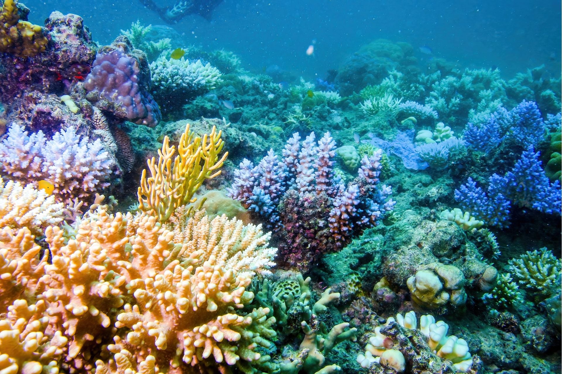 Earth’s Shallow Coral Reefs May Have Just 50 Years Left