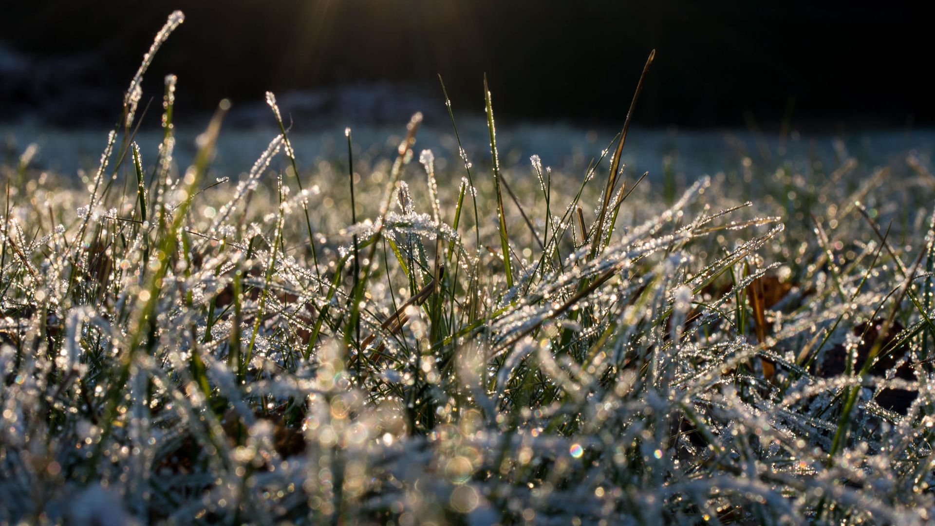 Is it too late to sow new grass seed? What you need to know about the first frost