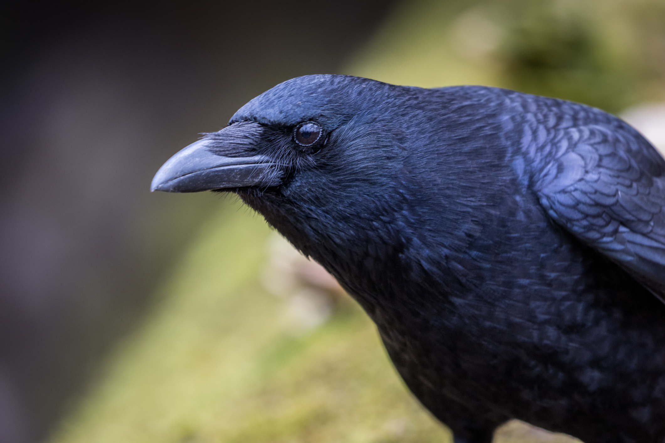 Crows can evaluate visual info twice as fast as mammals