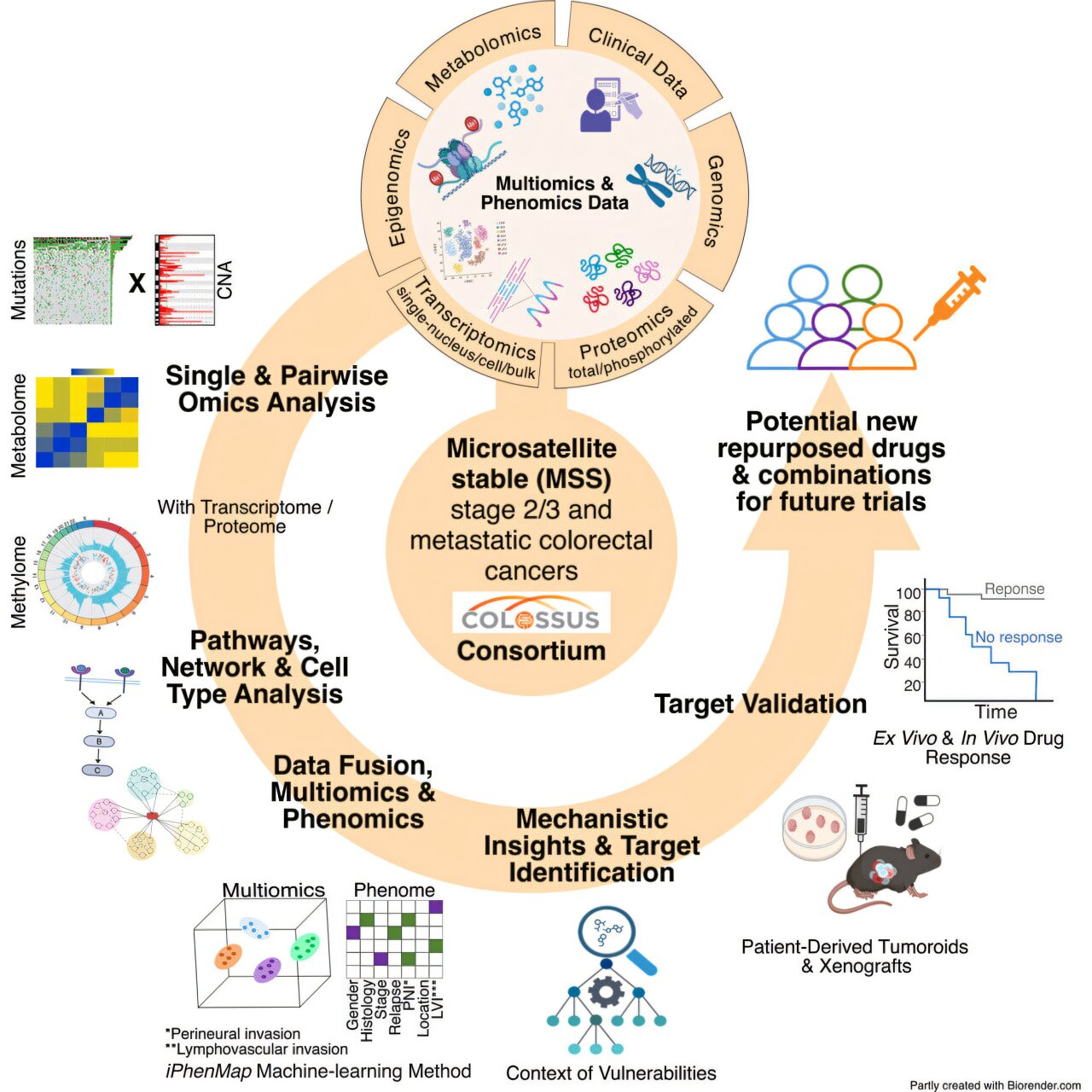 Study identifies potential new treatment targets for the most common type of bowel cancer