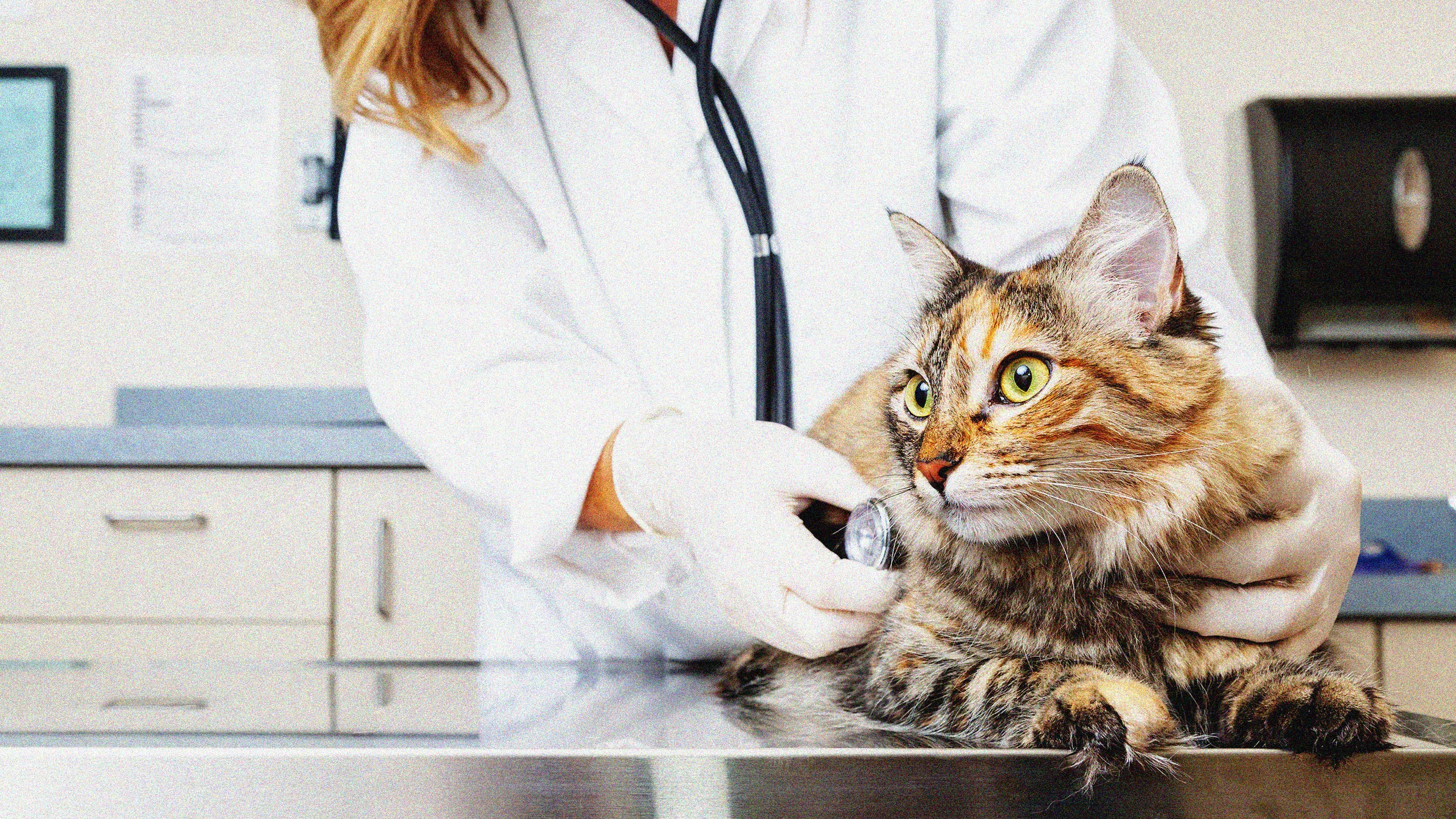 Why pet owners are struggling to afford veterinary care