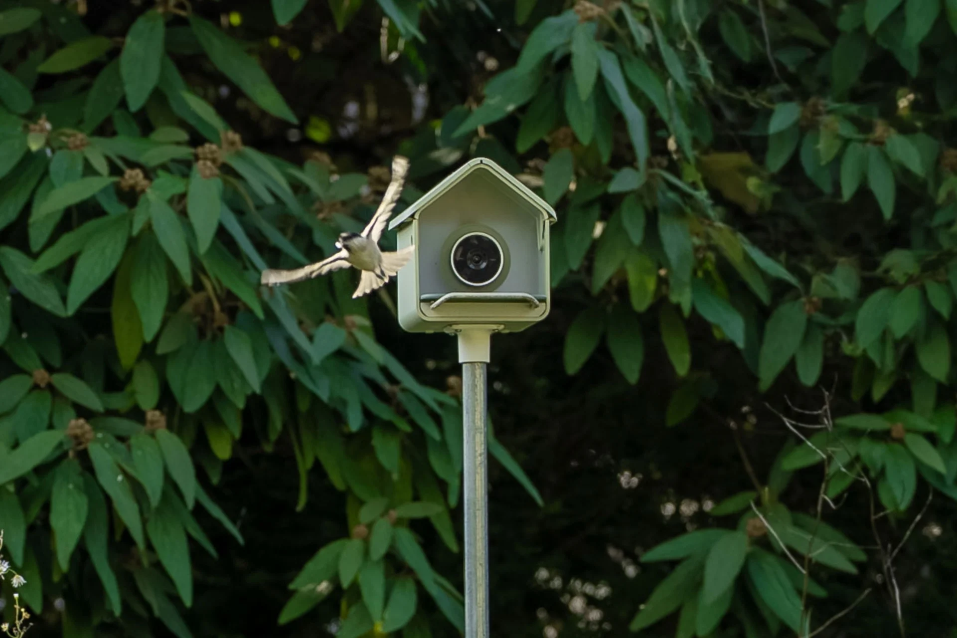 Bird Gawkers Rejoice: Birdbuddy’s New Video Bird Feeder Is Just $100