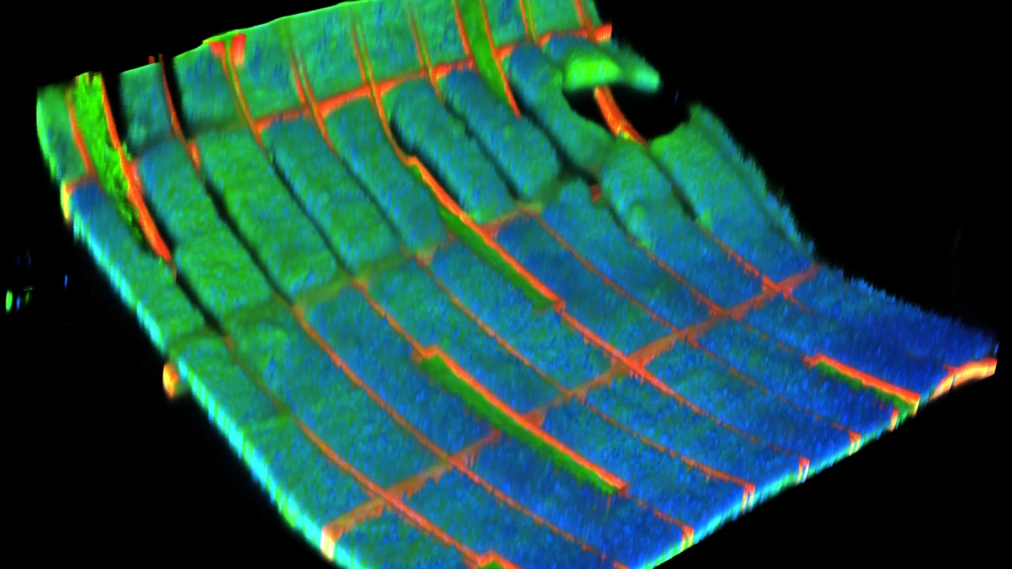 Bio-hybrid harvester generates electricity from human cells