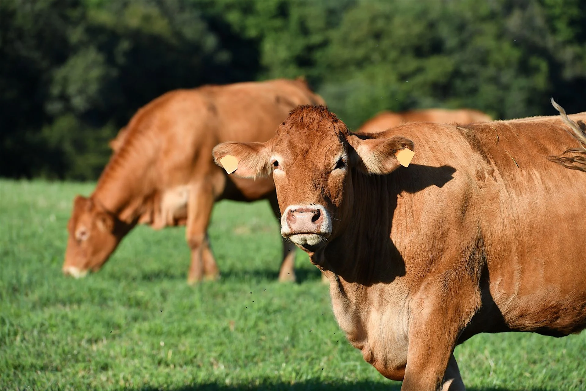An Obscure Livestock Virus Has Been Found in a Human for the First Time—and He Didn’t Survive