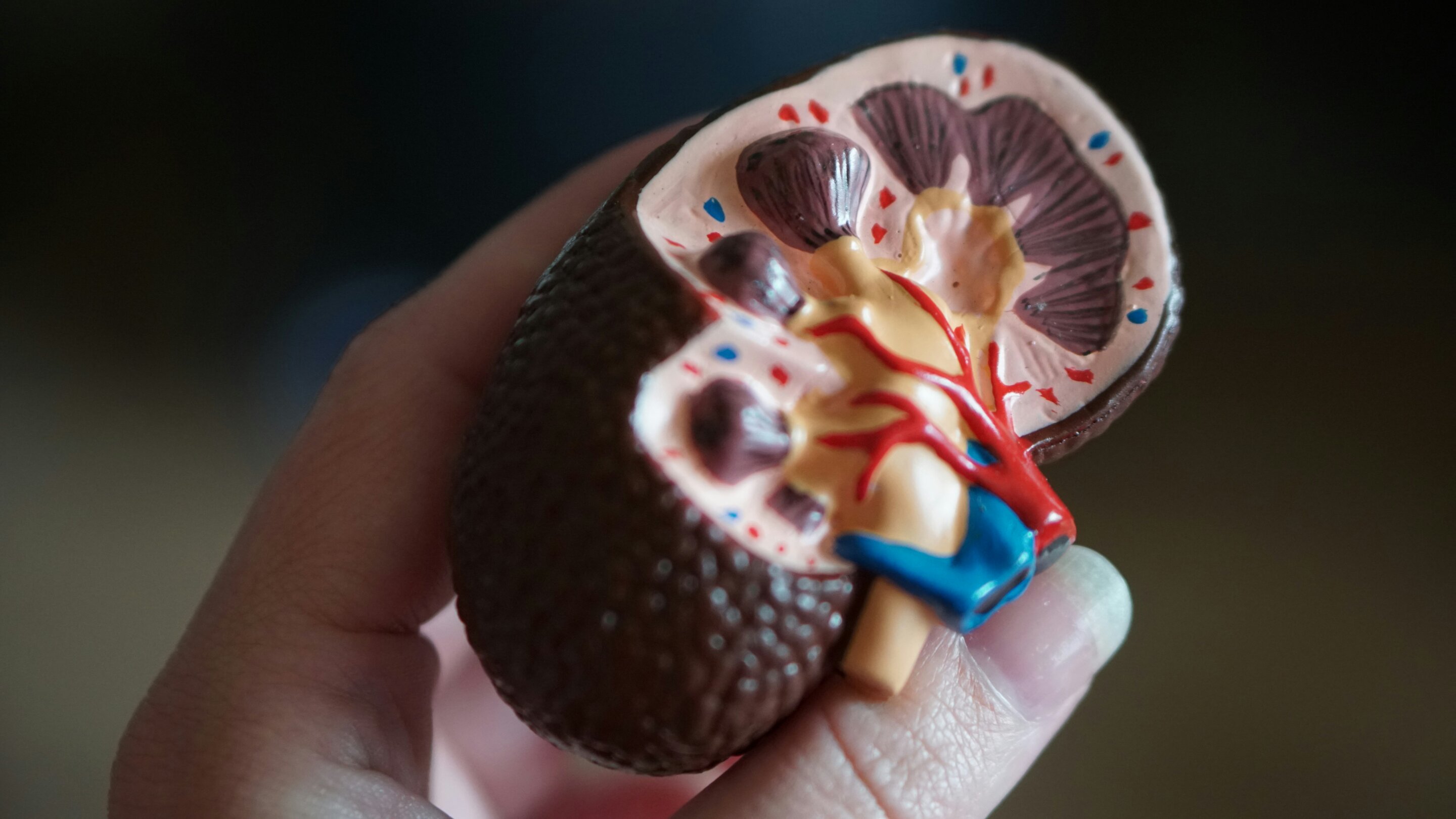 Standard kidney function tests underestimate chronic kidney disease in people with cancer