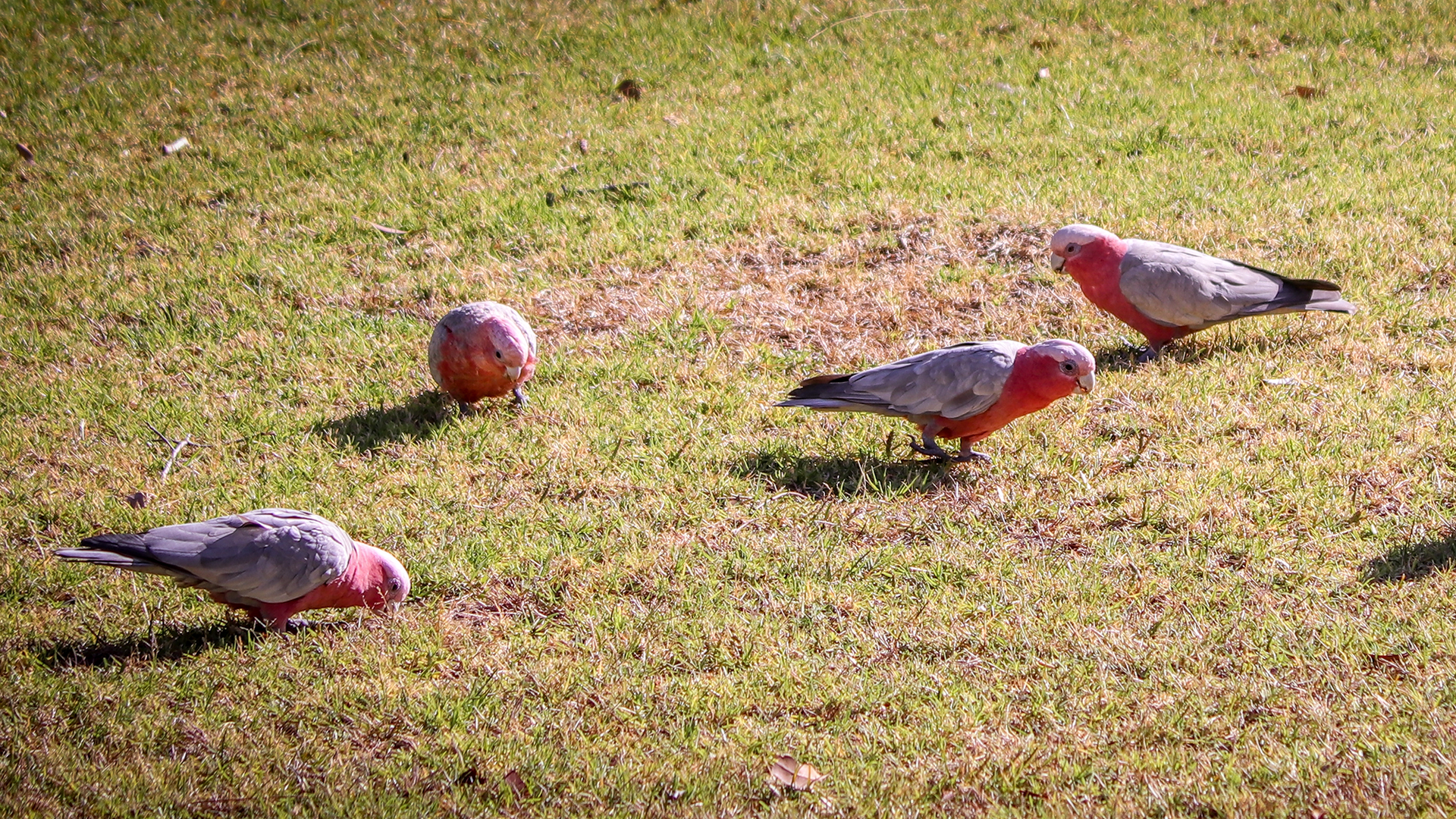 Don’t let birds ruin your fall lawn: 5 ways to shield newly sown lawn seed