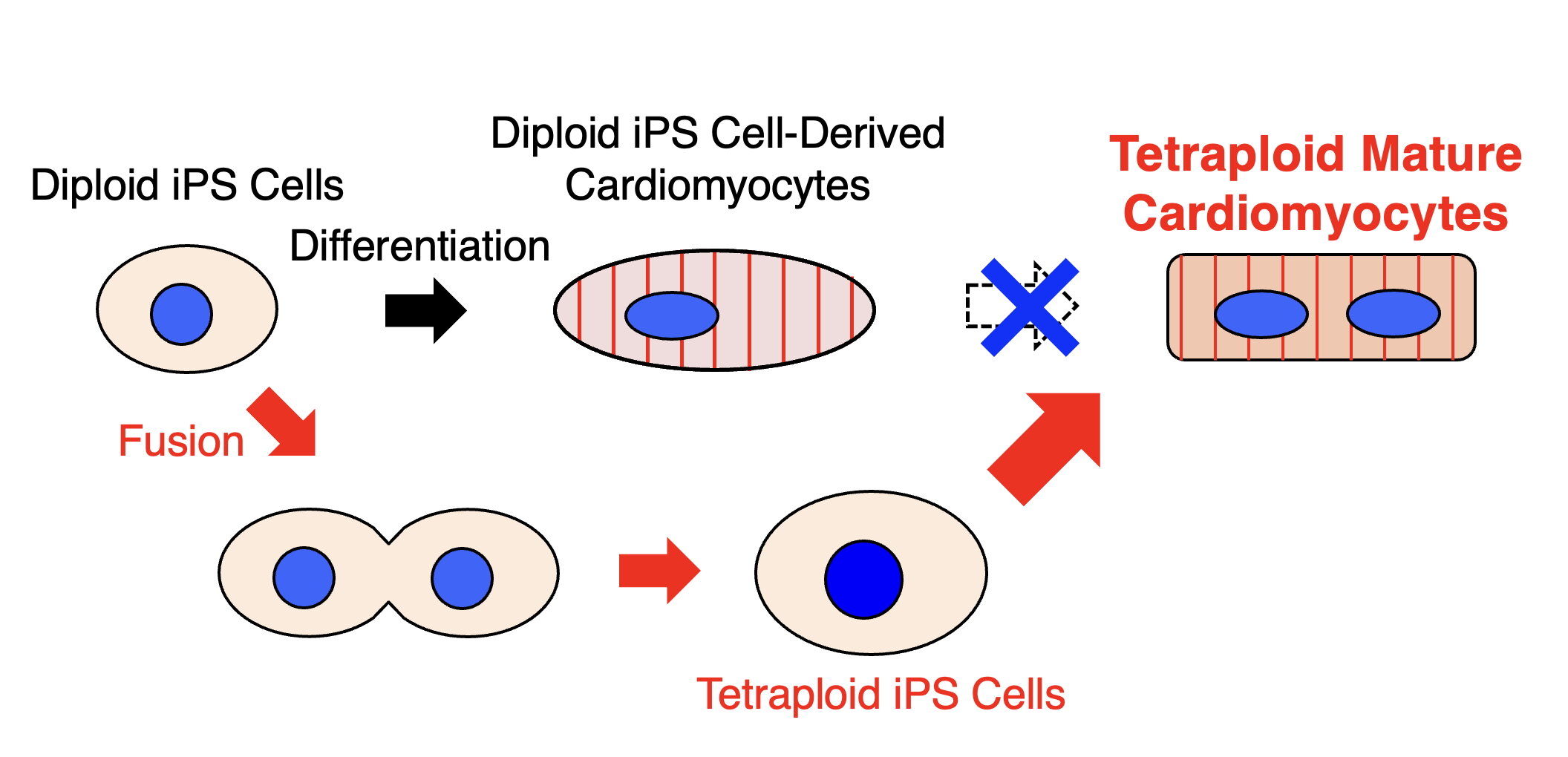 Doubling stem cell chromosomes produces heart cells with stronger, faster contractions