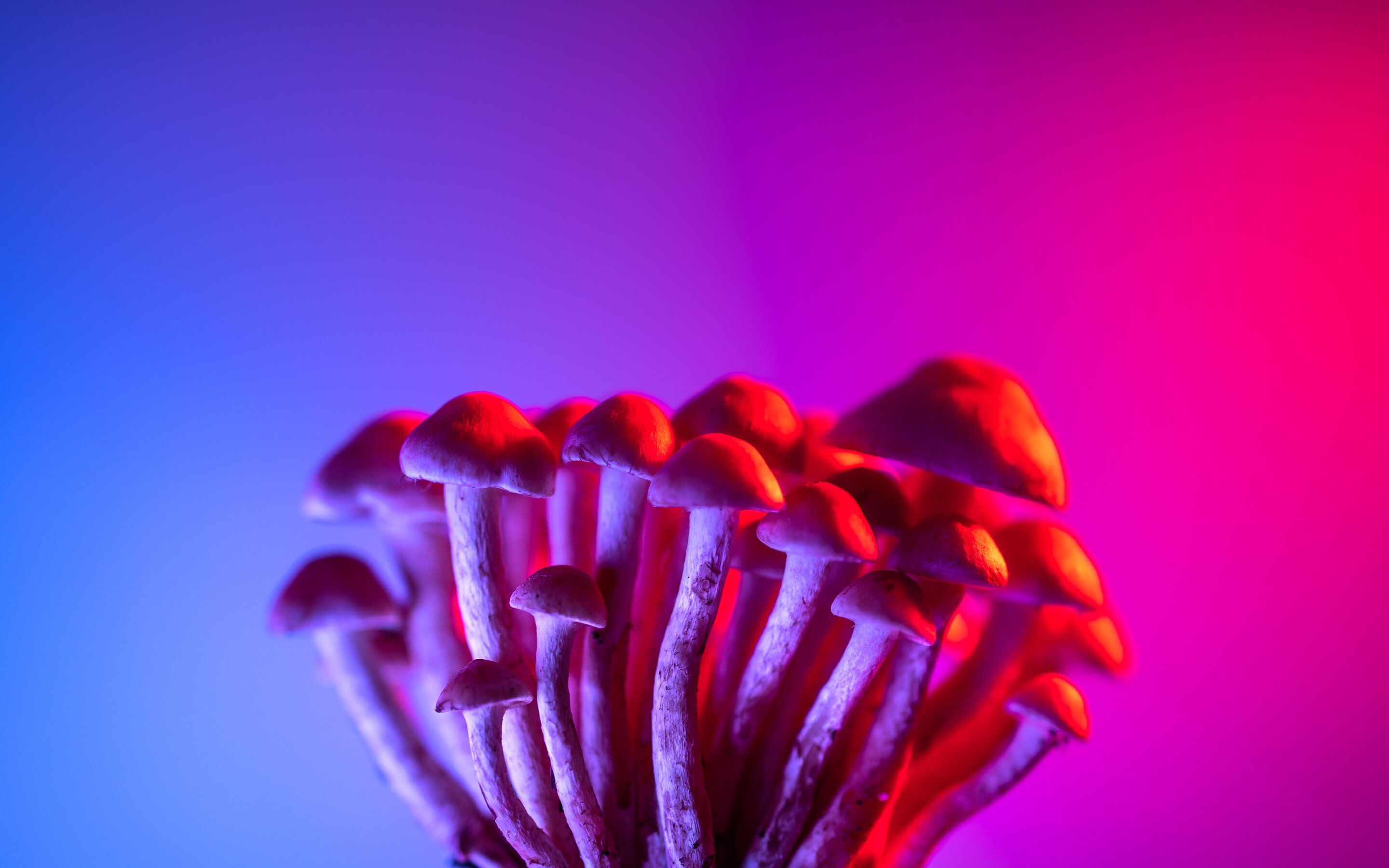 Can psychedelics soothe an overactive immune system? New meta-analysis investigates