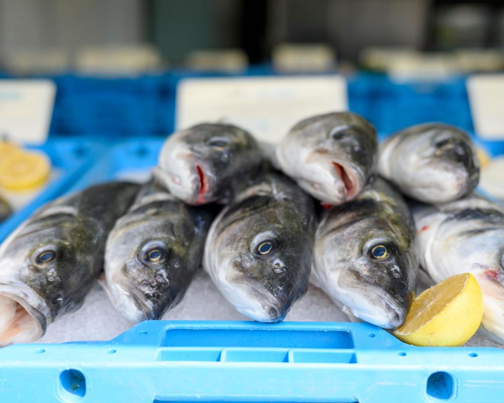 Sea bass: a fish by any other name | Brief letters